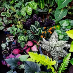 🇧🇷🌺AMIGAS DAS PLANTAS S.M.G💚💚💚🌻🌻🌻