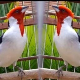 💥🇧🇷🦜Só AVES silvestre🦜🇧🇷💥Df