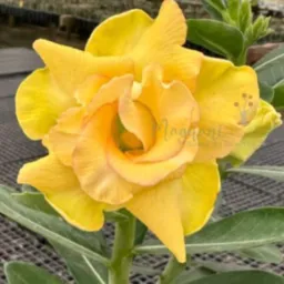 Rifas de plantas em geral