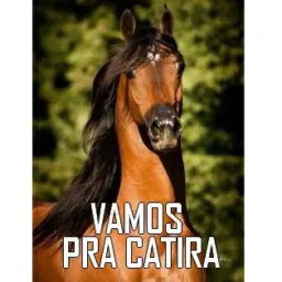 Venda ou catira 🐴🐎