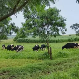 Venda de animais na região de Rancharia Sp