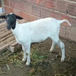 Rifa TOP 1 prêmio 🐑 2 prêmio 50 3 prêmio 50 4 prêmio 50 5.prêmio.100 pra quem compra mais 8 reais