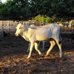 RIFA DE UM GARROTE🐂, +2 PIX DE  250 R$💵
