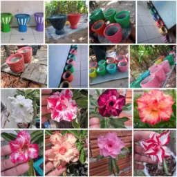 jarros plantas é jardinagem