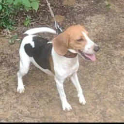 🐕 Rifa da cachorra fortaleza🐕
