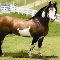 Brick de cavalos 🐎