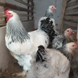 CRIATÓRIO_do_ROGER_BRAHMAS
