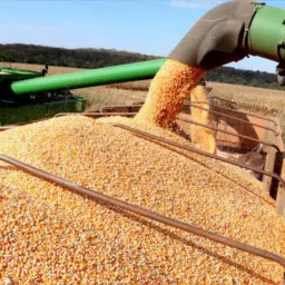 FRETES CAMPO NOVO