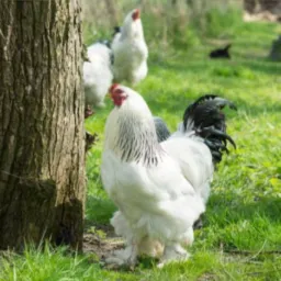 Catira animais ,aves, lafaiete e região respeitem as regras
