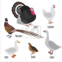 Venda e troca de aves