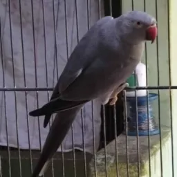 *RIFA AVES EXÓTICAS *