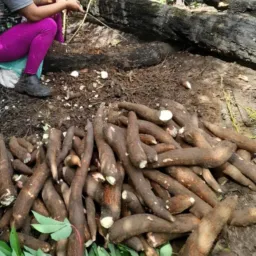 Grupo de vendas de macacheira da Estrada PA 159