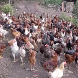 Venda de aves Abadiânia-Go e região 🐔🐥🪿🦆