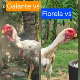 💥🔥CRIATORIO VS IG  - TO & AMIGOS 🔥💥