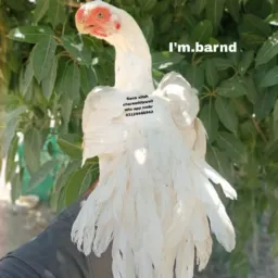 Charsadda rooster group 🐓