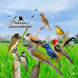 🦜🐦Pássaros & Pássarinheiros🐦‍⬛🐦‍🔥🪺🐣