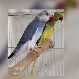 🚀 Ring Necks e Psitacídeos Fortaleza