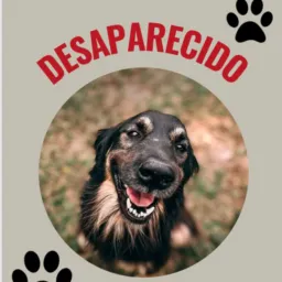 🚨 Radar pets 🐶