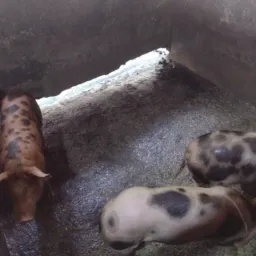 ☘️Rifa 🐖PORCO DE🐖 50 a 60 kilos☘️