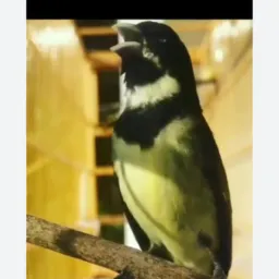 Desapego de aves em geral 😎😎😎😎