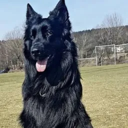 Dogs lover all Pakistan