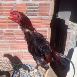 Rifa benificiente para ajudar a esposa do primo do nosso amigo cláudio 🙏🏿