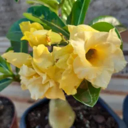 Apaixonada por flores🌷🌹🌺🌸