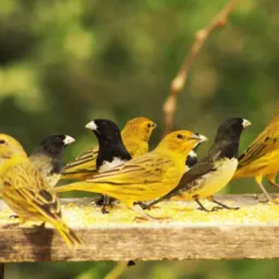 🌳” Aves Brasileiras “🦅🦜🪽
