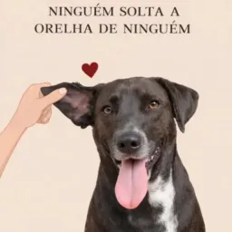 Desapegos em geral