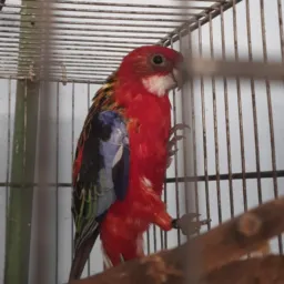 Só ROSELAS SAO PAULO