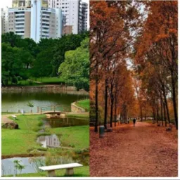 Goiânia Bruxelas faxinas obras e encomendas.