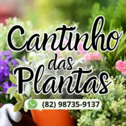 Cantinho das plantas