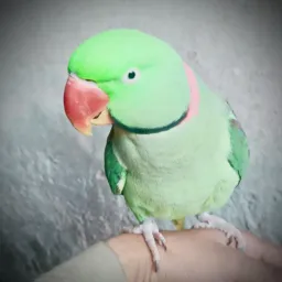 AJ Birds 6 🦜🦜🦜 Mashallah 🥰🇺🇲🇵🇰
