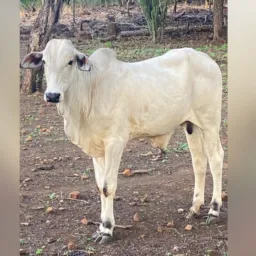 RIFA DE UM GARROTE NELORE🐂