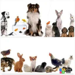 Animais 🐕🐭🦎🐈🐑🐣🐓🦢🦃🐟🐰🐷🐮