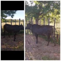 RIFA  DE UMA VACA DE PRIMEIRA CRIA GRANDE E GORDA PREÇO DA DEZENA 50 REAIS