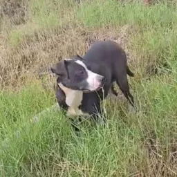MÃEZINHA DESNUTRIDA PARIU NO BURACO