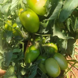 🍅🥒COMPANHEIROS DE HORTAS GOIANÁPOLIS 🫑🥒🍅