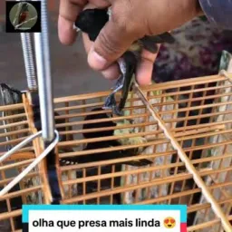 Galera do papa capim prezeiro