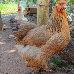 Venda e Briks de animais Região SC🦜🐇🐓🦃