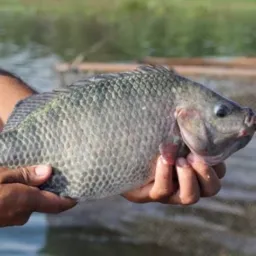 Sítio Buriti Perdido criação de Tilapia e Cutivacâo de Guerobas
