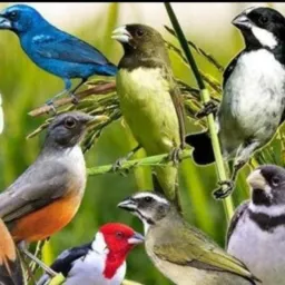 Feira Das Aves Silvestres®