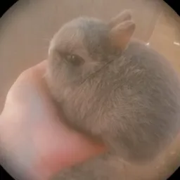 Vendo Coelhos comum mini, mini lop , layon, Netherlands anão