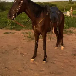 Rifa de um cavalo Mangalarga