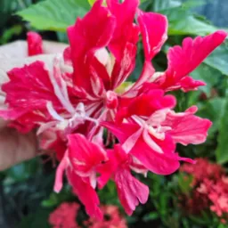 Somente plantas