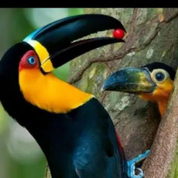 FEIRA DA PARANGABA OFICIAL ✍️ PASSAROS🦜🐔E OBJETOS