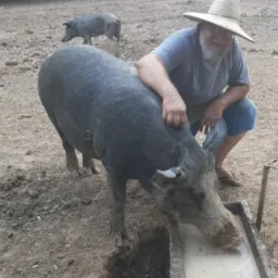 Comércio Gâmbira da roça