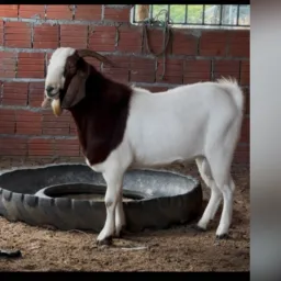Grupo de rifas FAZENDA CALDEIRÕES SABOEIRO CE