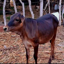 Rifa da garrota preta 🐂