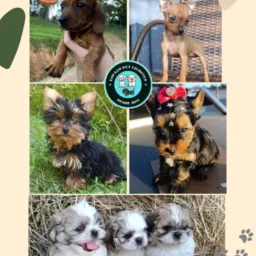 🐶💲Espaço pet filhotes 🐕 Venda de filhote de Pet🐶